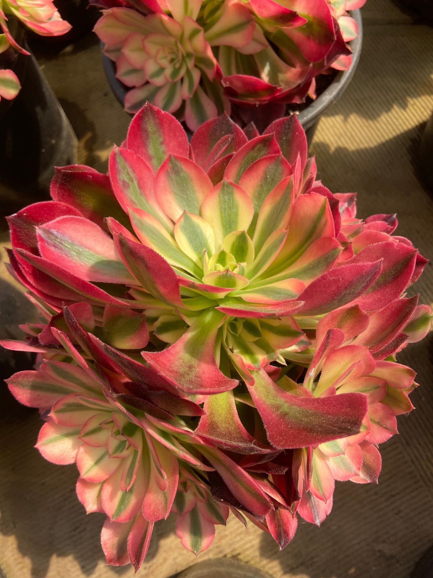 Aeronium fragrant variegated