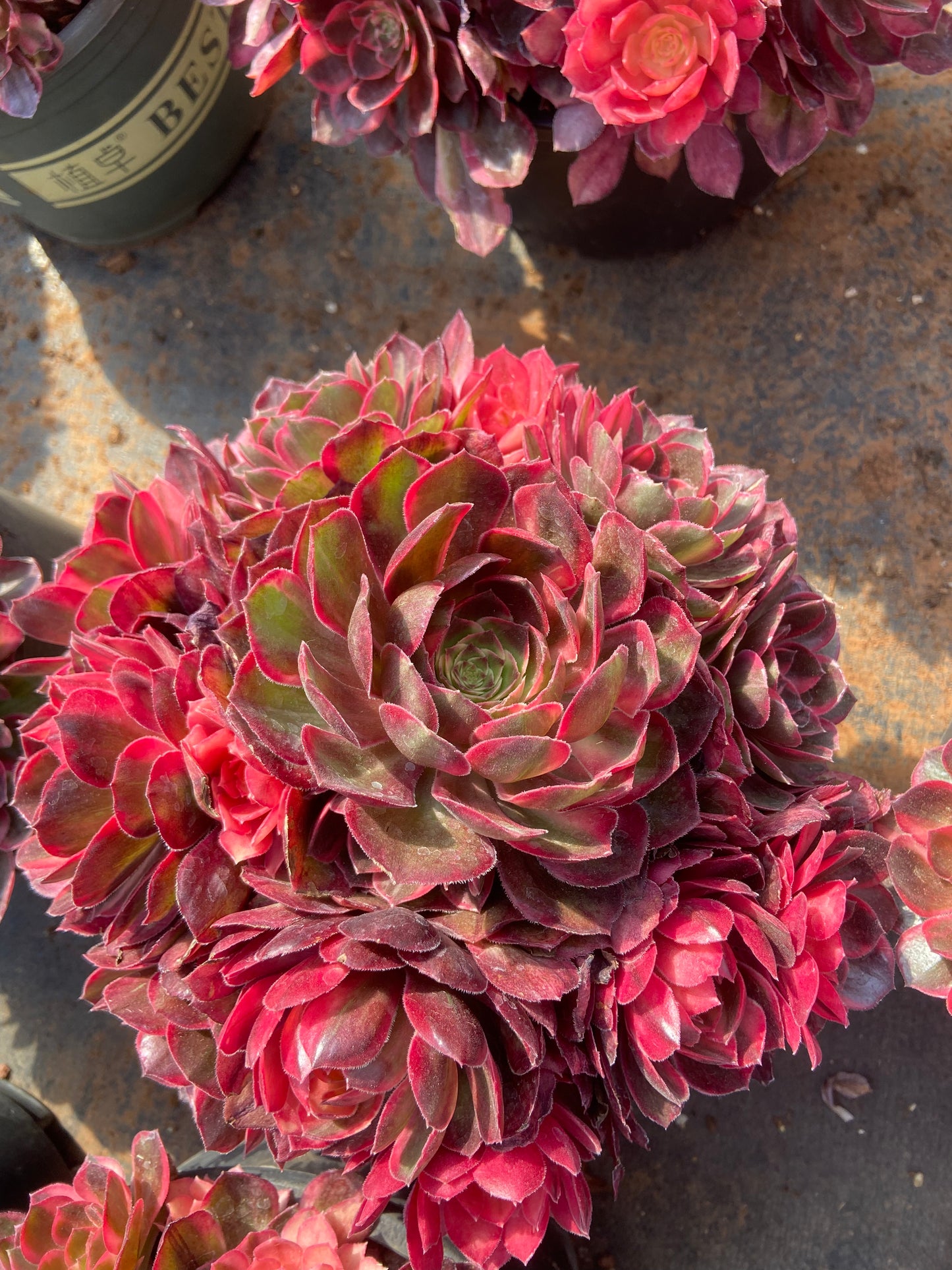 Aeonium black magic variegated