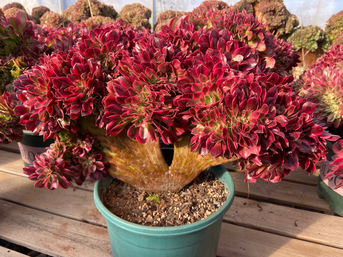 Aeonium fragrant variegated crested