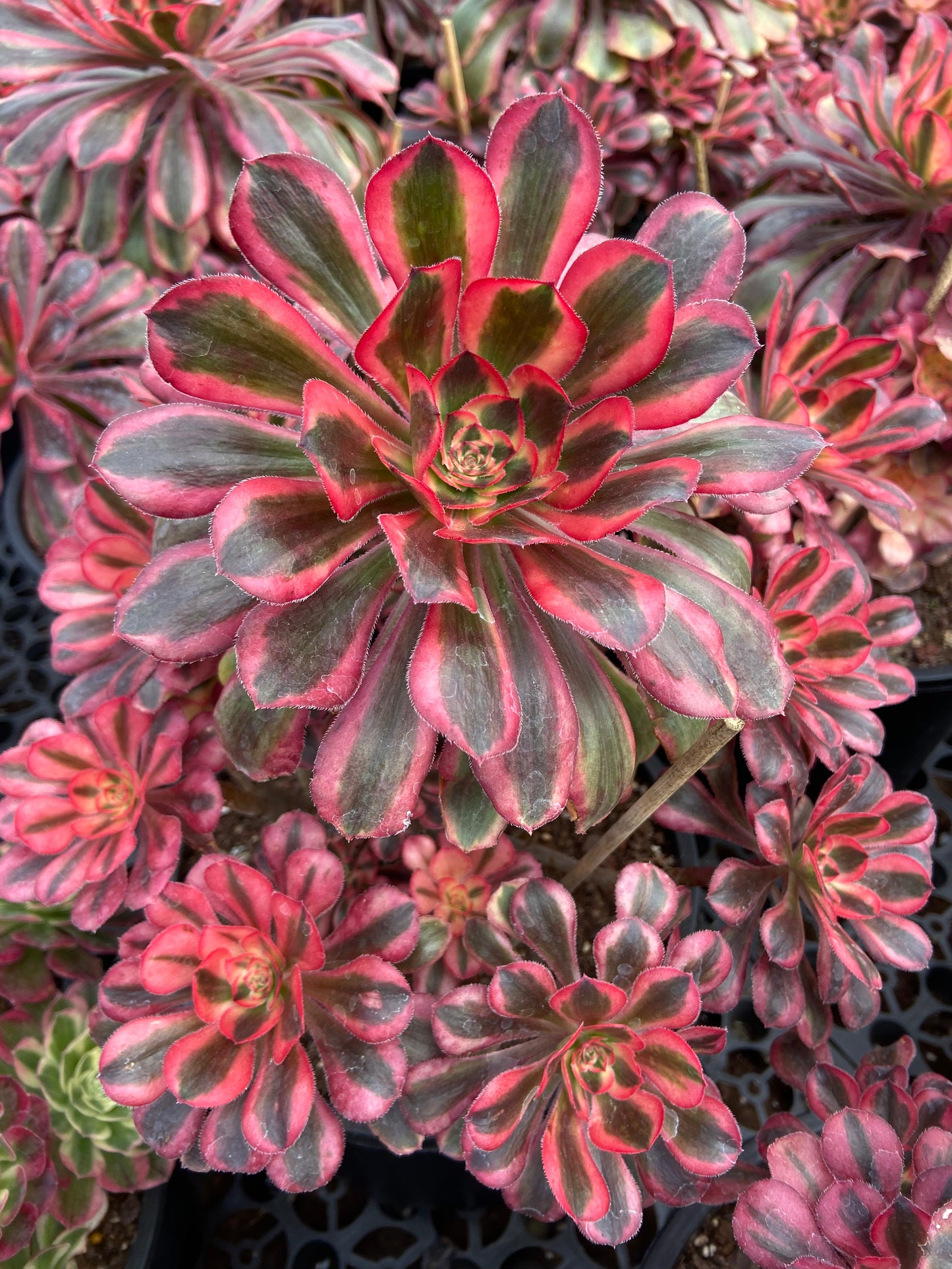Aeonium Pink chanel variegated