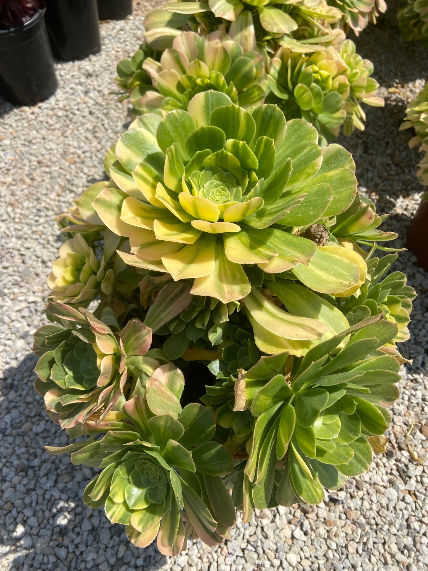 Aeonium Rainbow emerald variegated