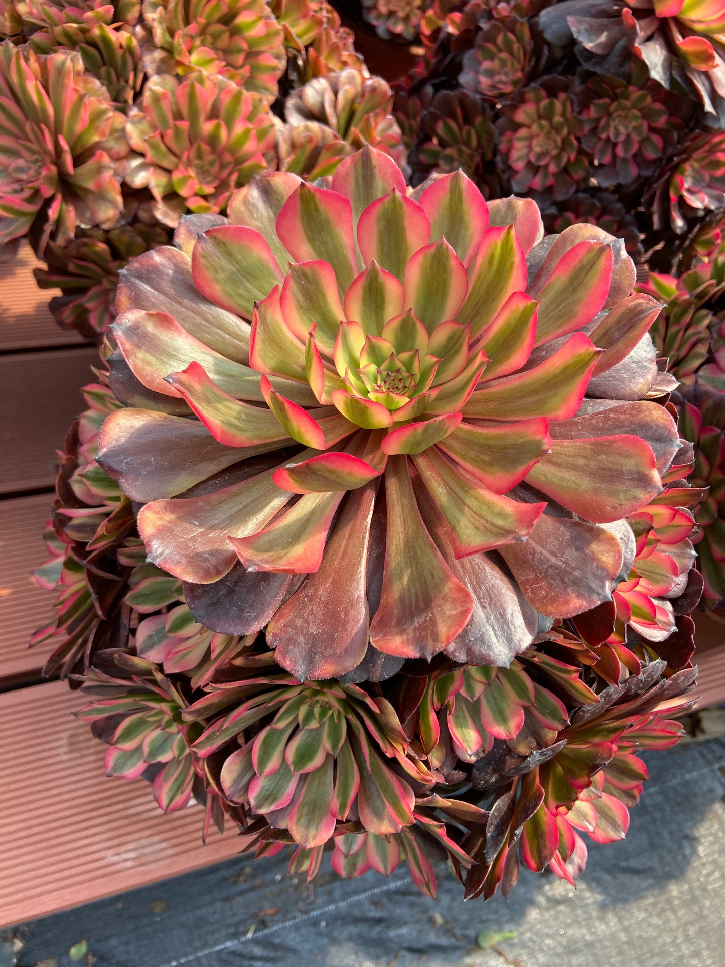 Aeonium pink shine variegated
