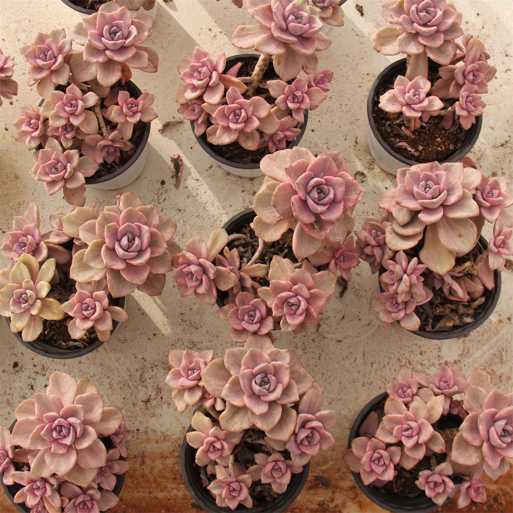 xGraptoveria 'Mrs Richards'variegated/Graptoveria 'Gypsy' variegated Succulents TaoSucculent