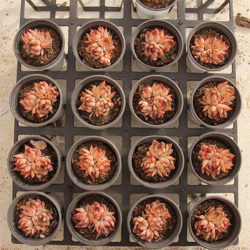 Echeveria Lily-livered lamp Succulents TaoSucculent