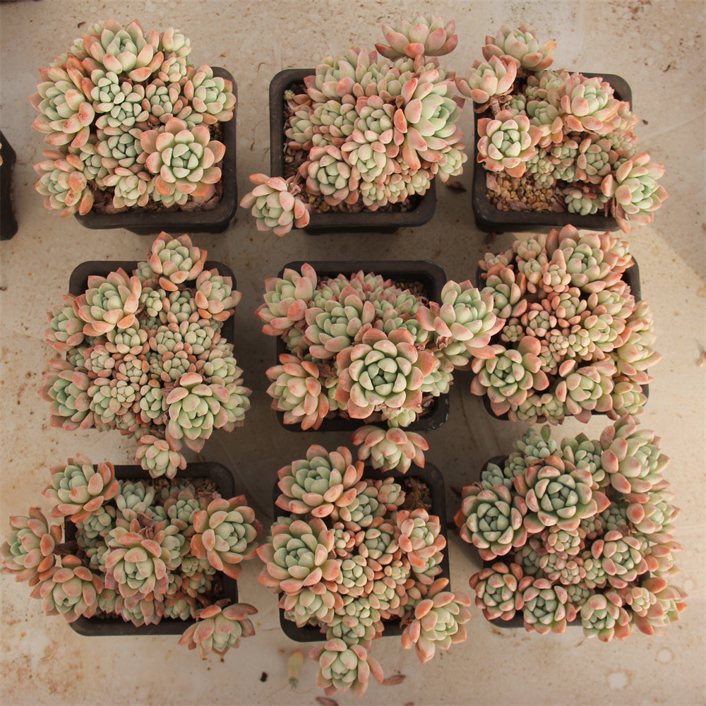 Pachyphytum spp. taosu Succulents TaoSucculent