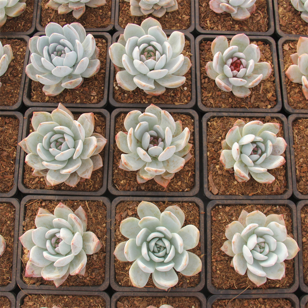 Echeveria Sugar Angel Succulents TaoSucculent