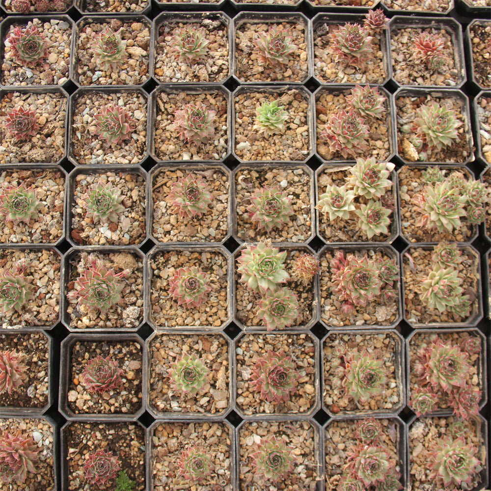 Sempervivum variegated Succulents TaoSucculent