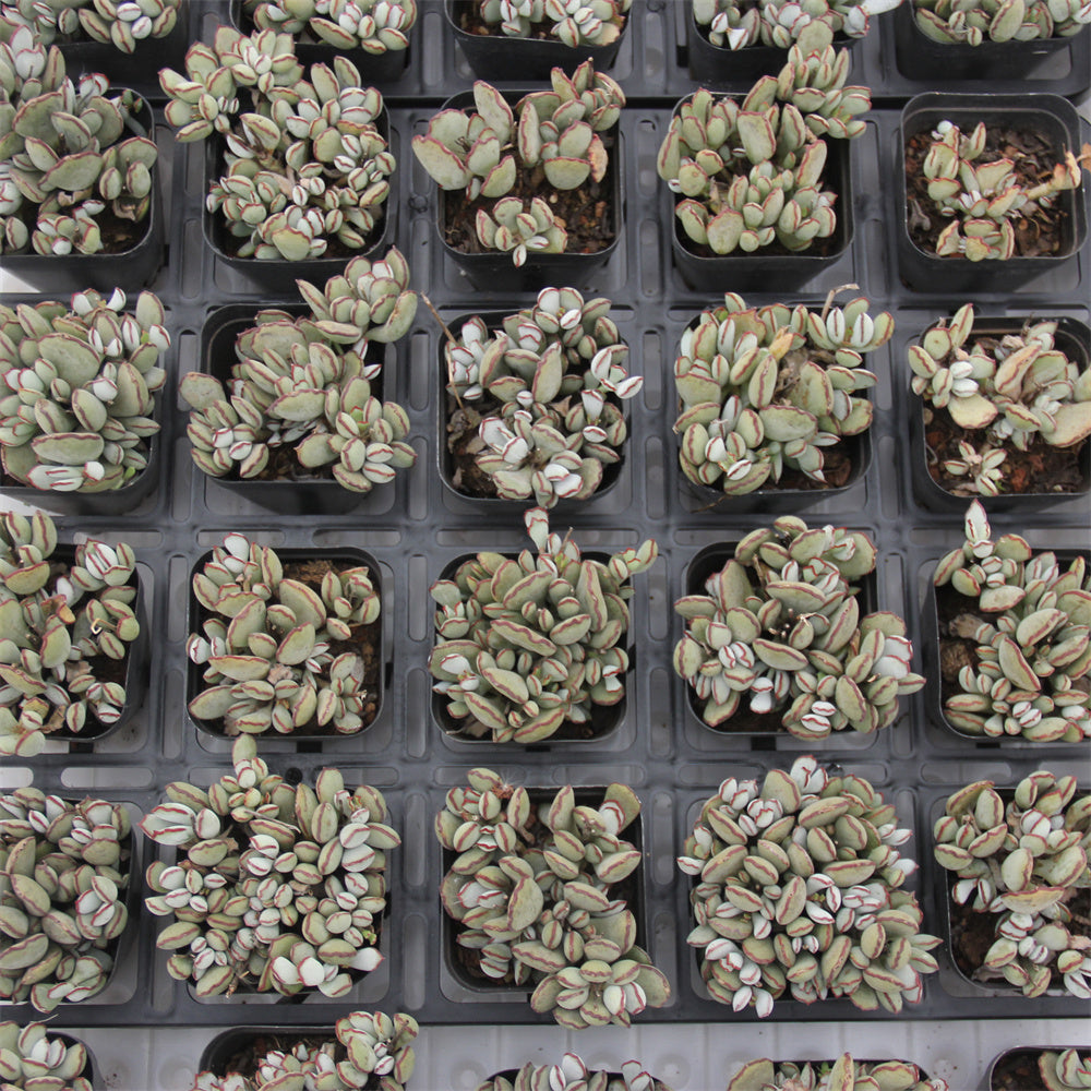 Cotyledon 'Choco Line' Succulents TaoSucculent
