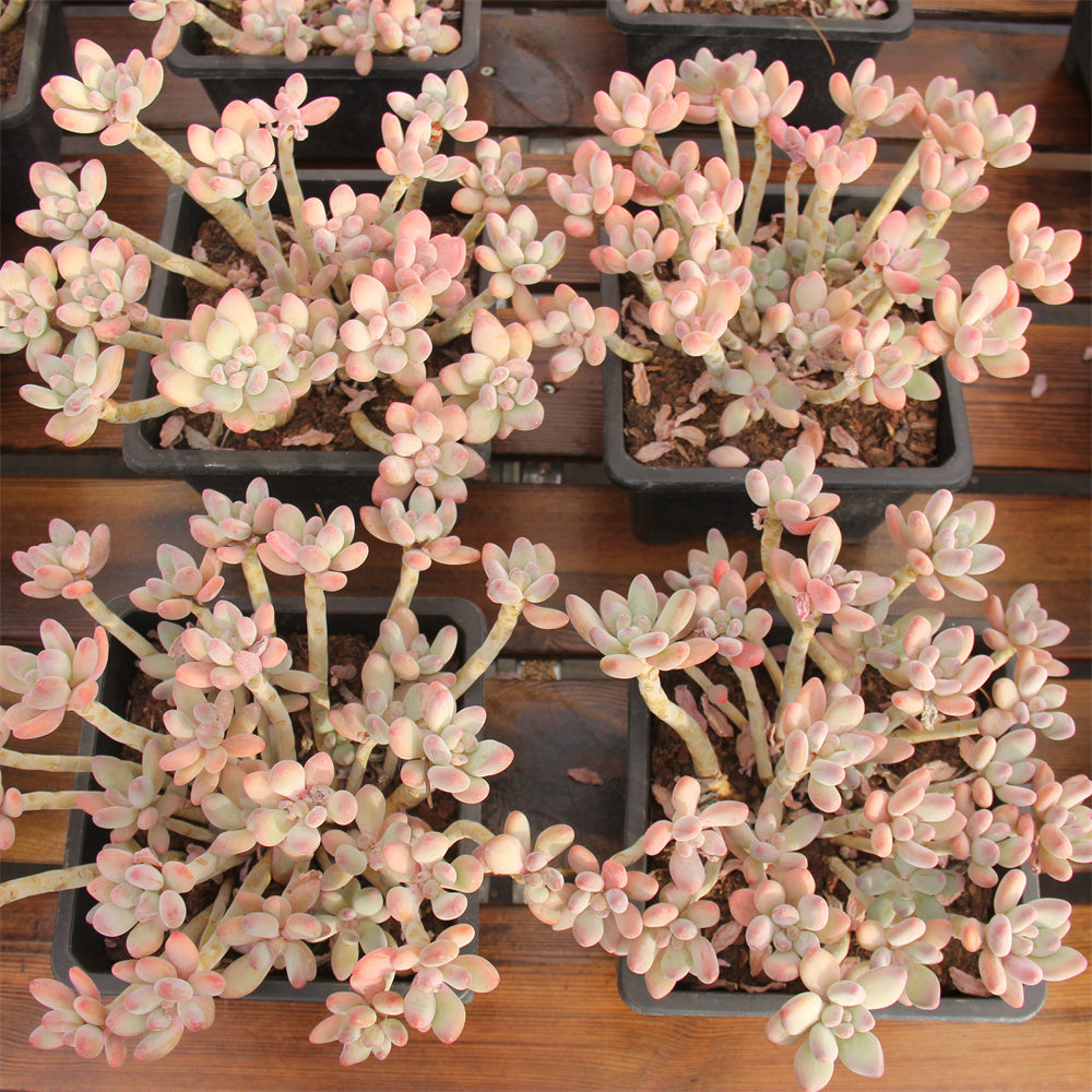 Pachyphytum garciae Succulents TaoSucculent