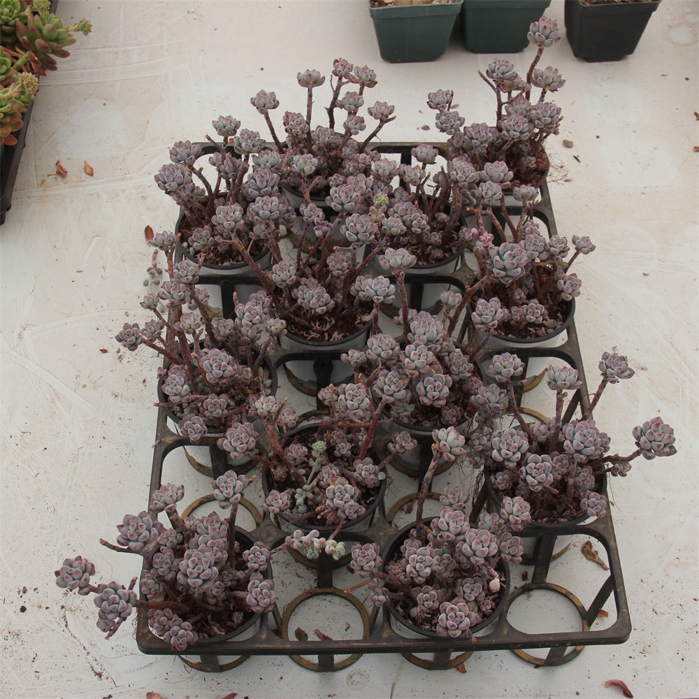 Sedum Tom Comic (not 1 root) Succulents TaoSucculent