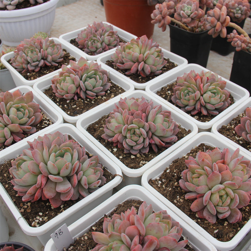 Echeveria All star Succulents