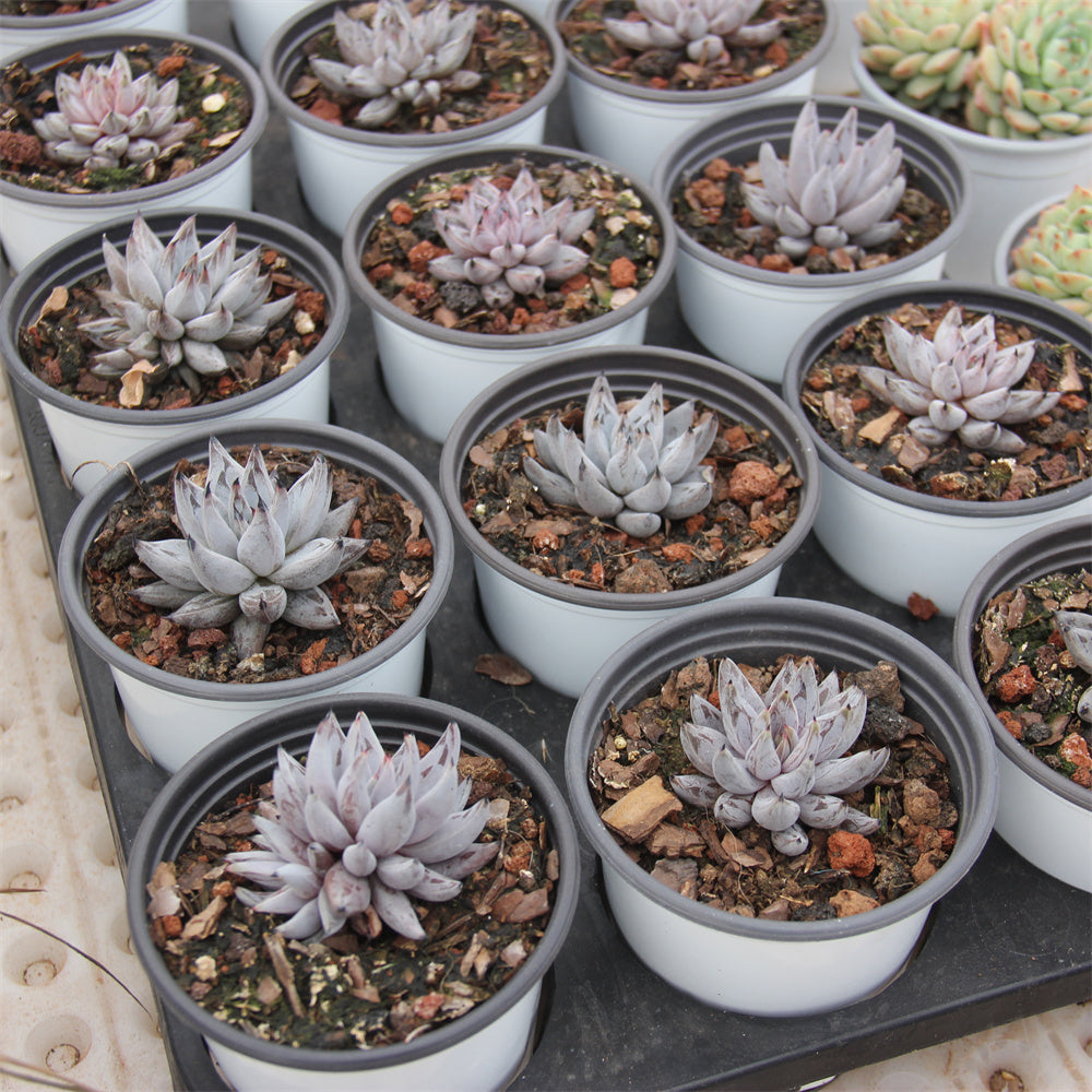 Echeveria unguiculata Succulents