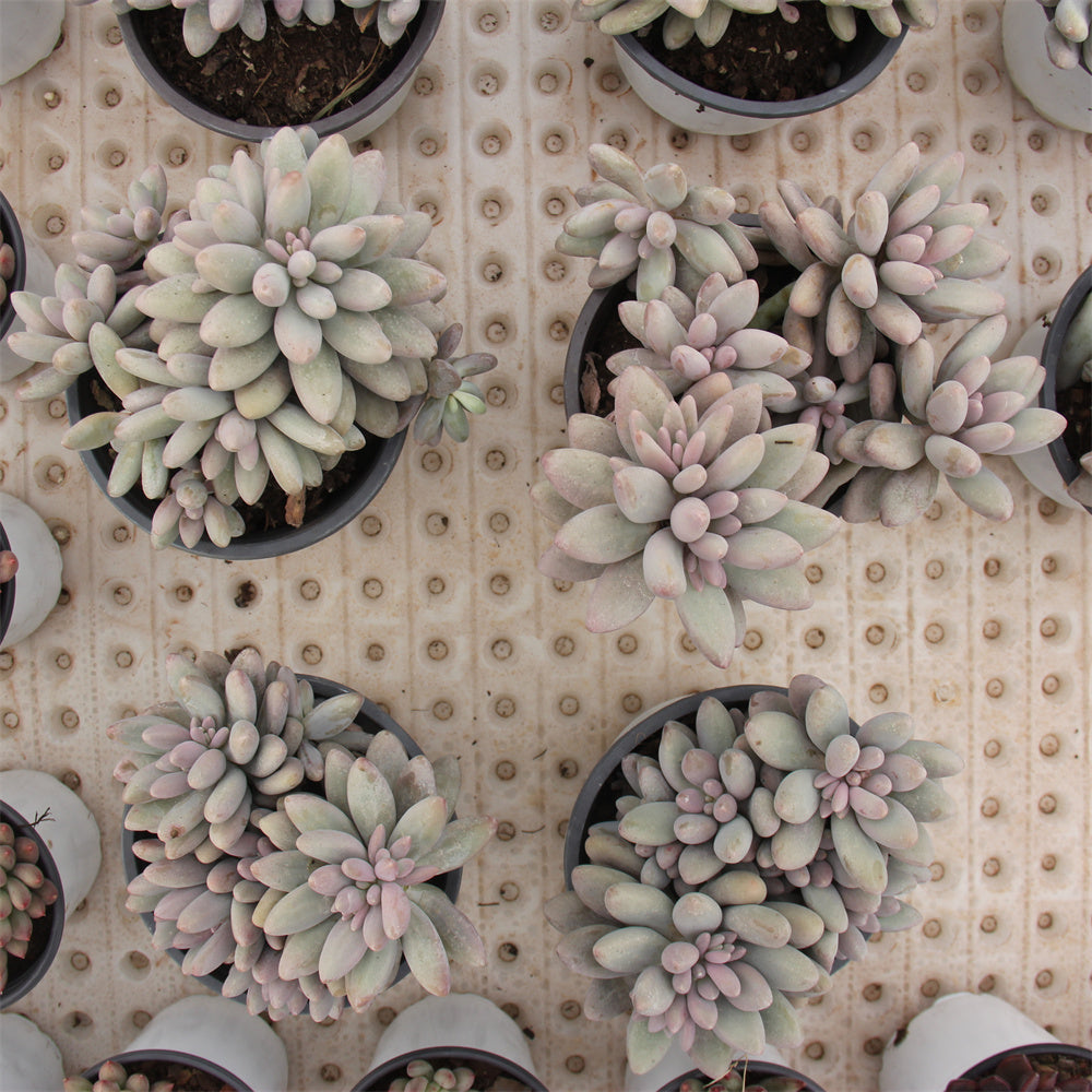 Graptopetalum Pink Lover Succulents