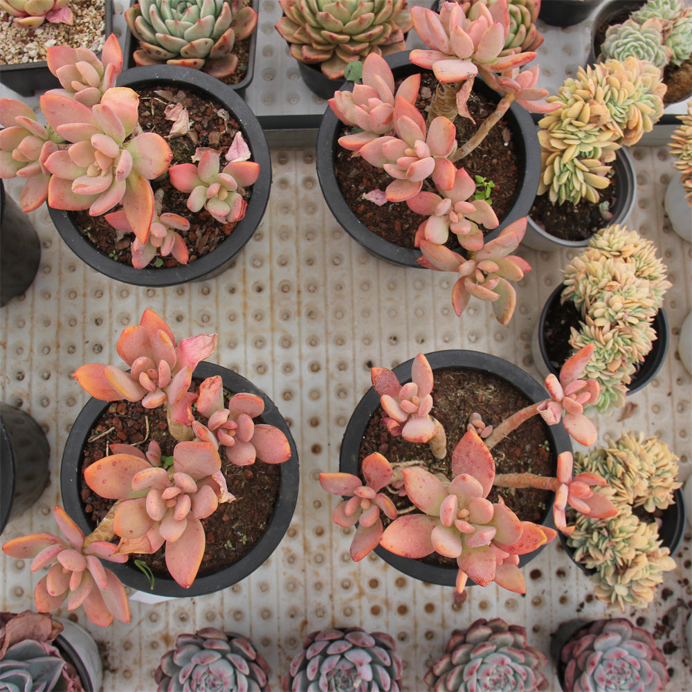 Pachyphytum werdermannii Succulents