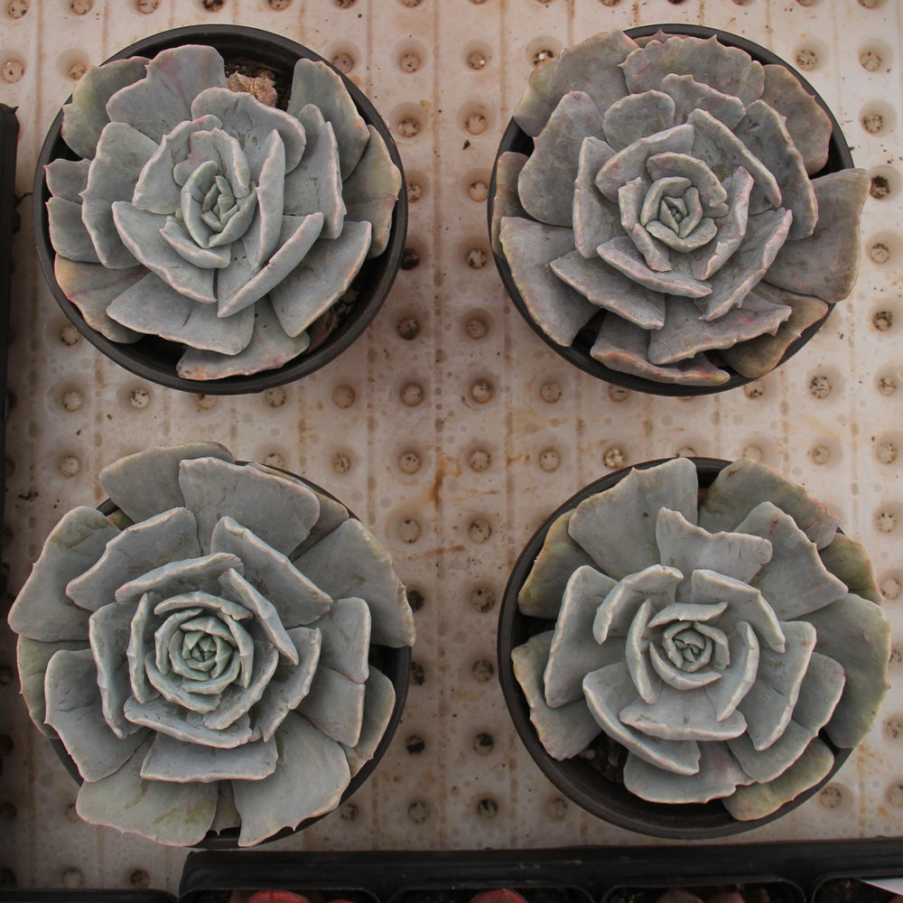 Echeveria 'Pollux' sikll variegated Succulents