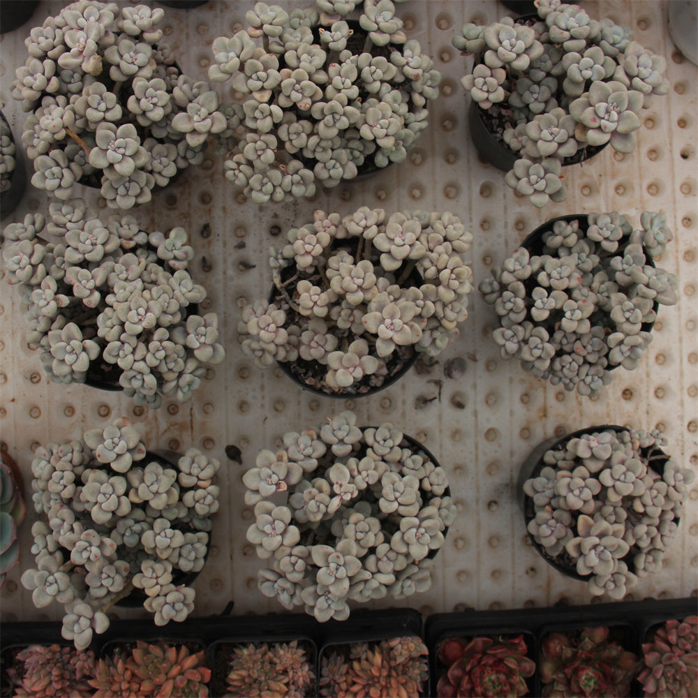 Sedum Allen Succulents