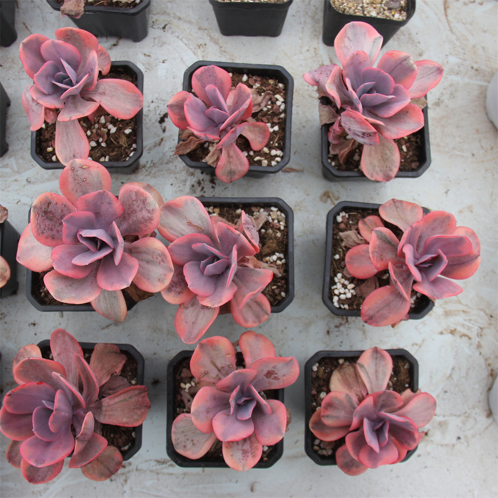 Echeveria Angel wings variegated Succulents