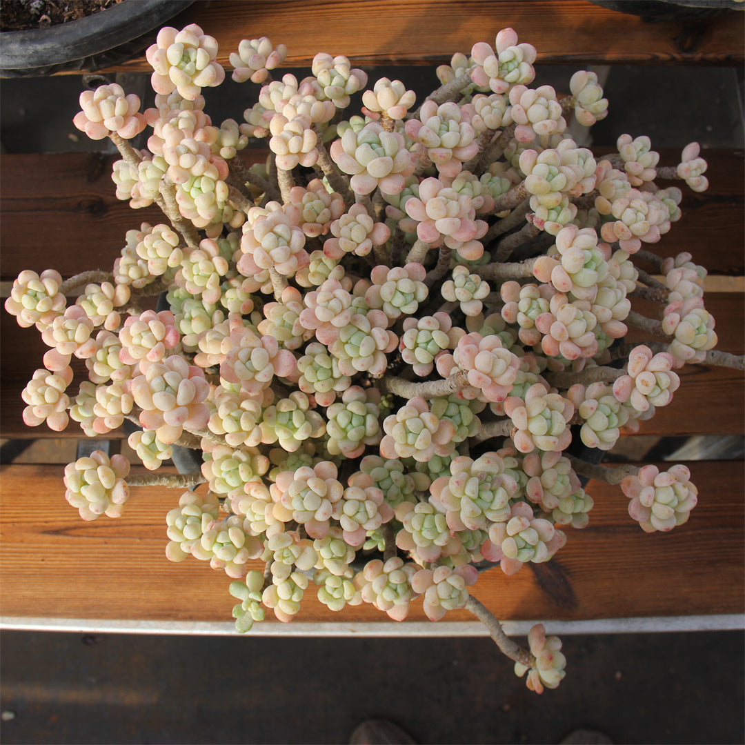 Sedum clavatum Succulents