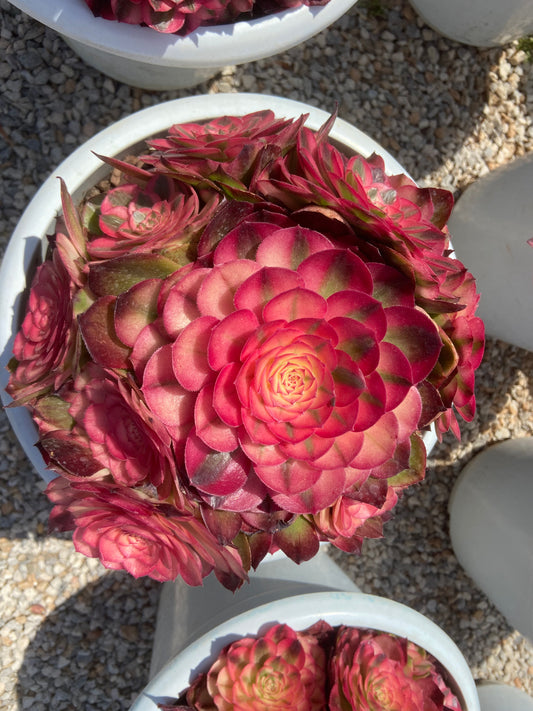 Aeonium lychee variegated