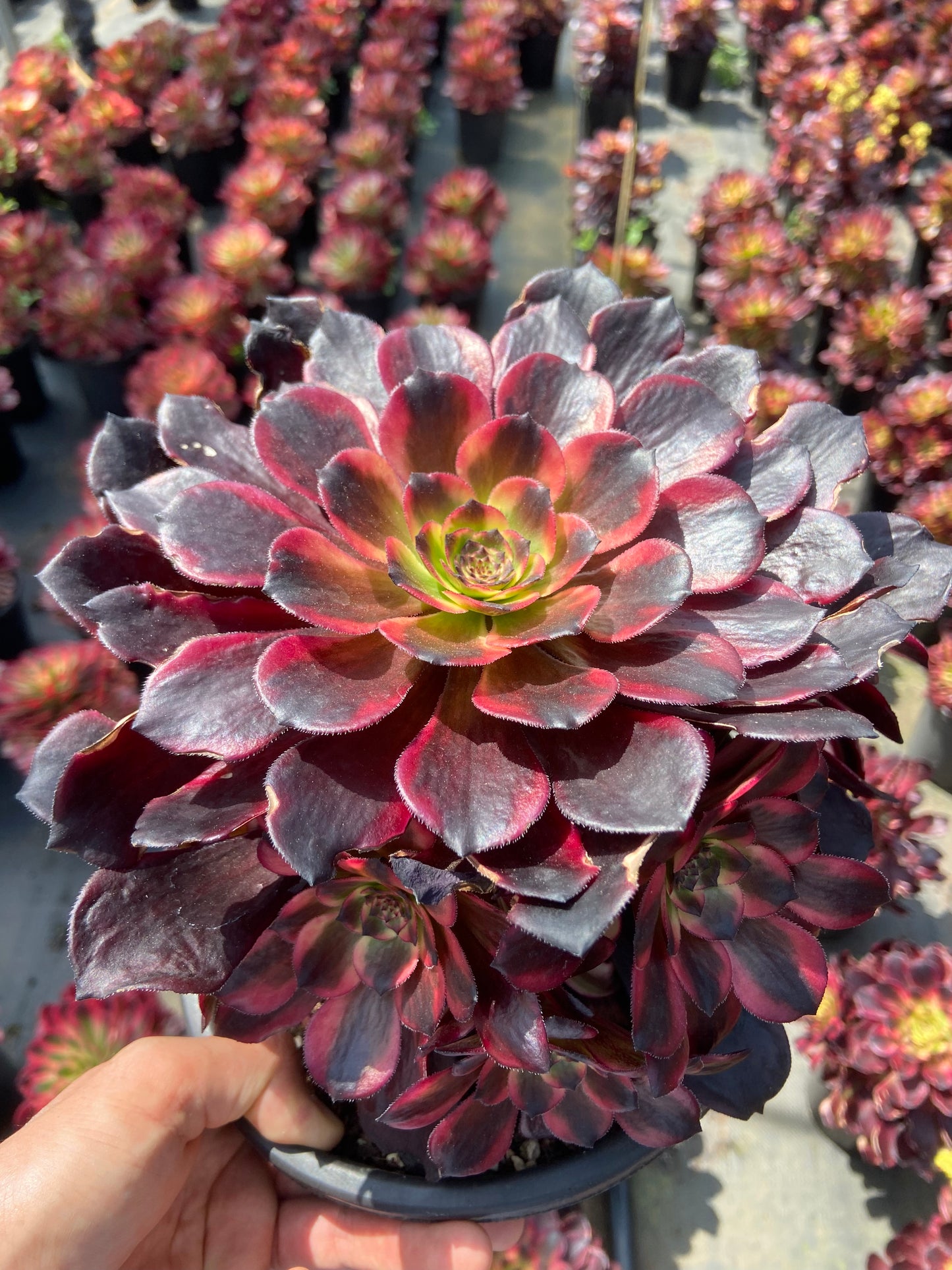 Aeonium firework variegated