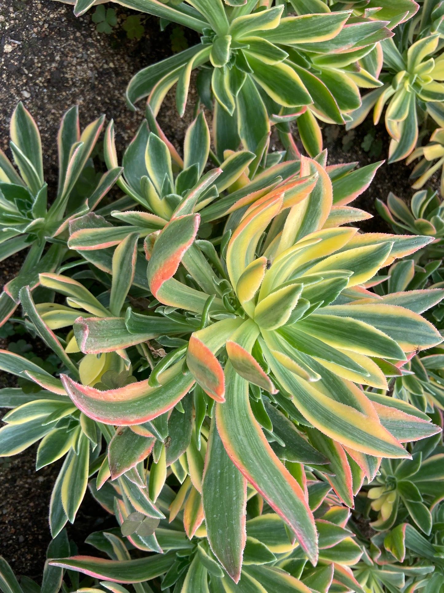 Aeonium maple variegated