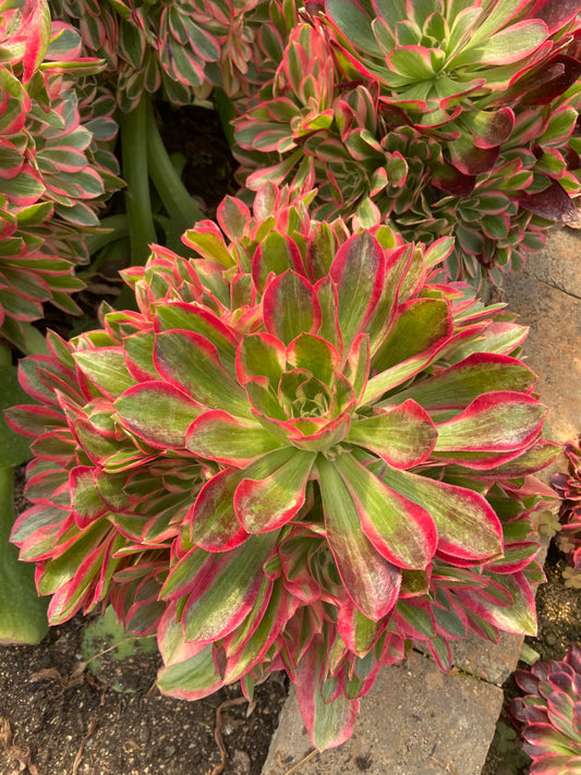 Aeonium  Age Blossom variegated