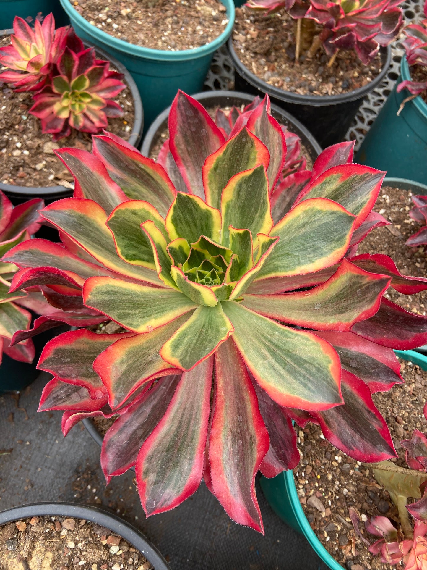 Aeonium phantom variegated