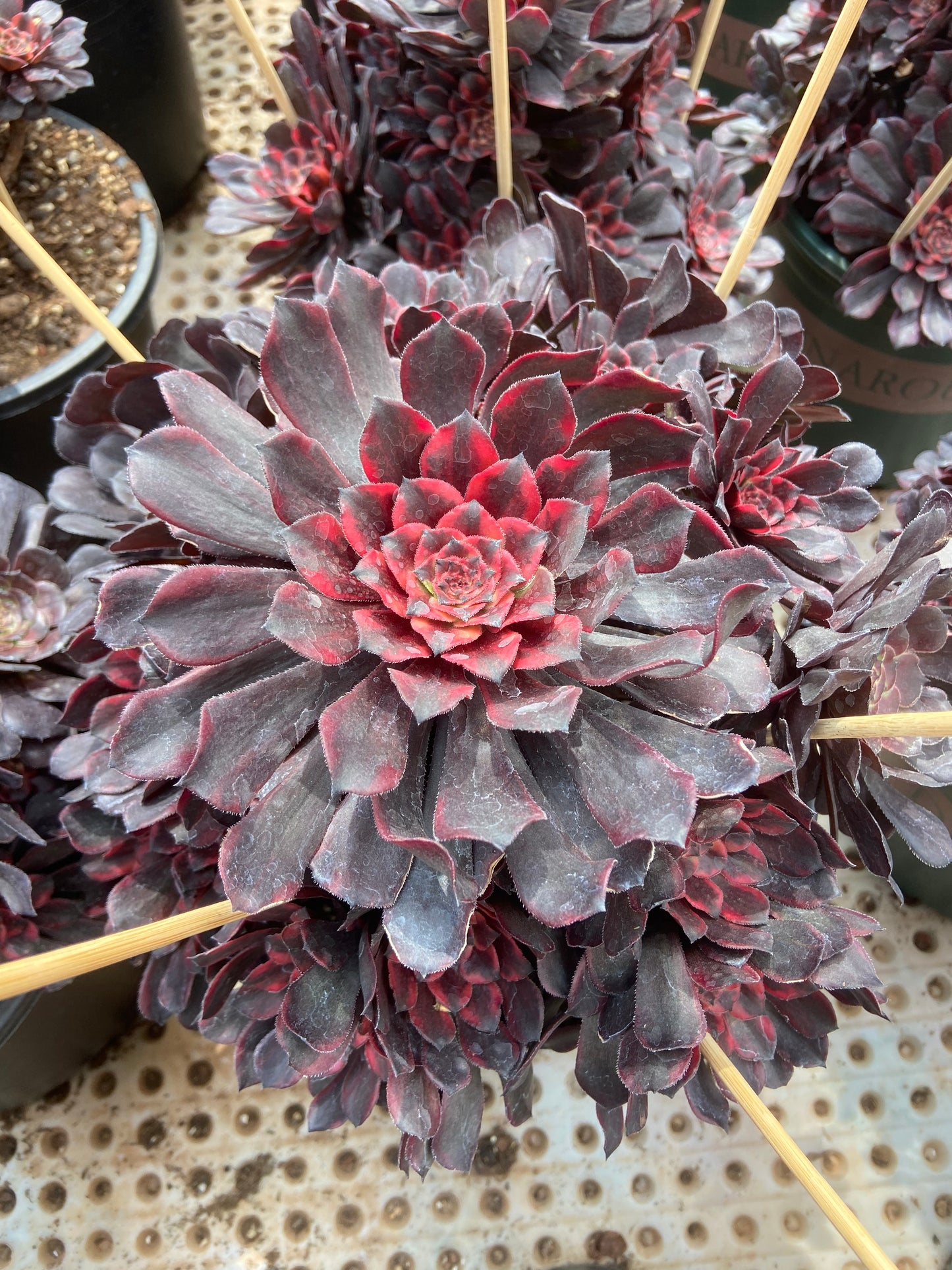 Aeonium fire-red clouds variegated