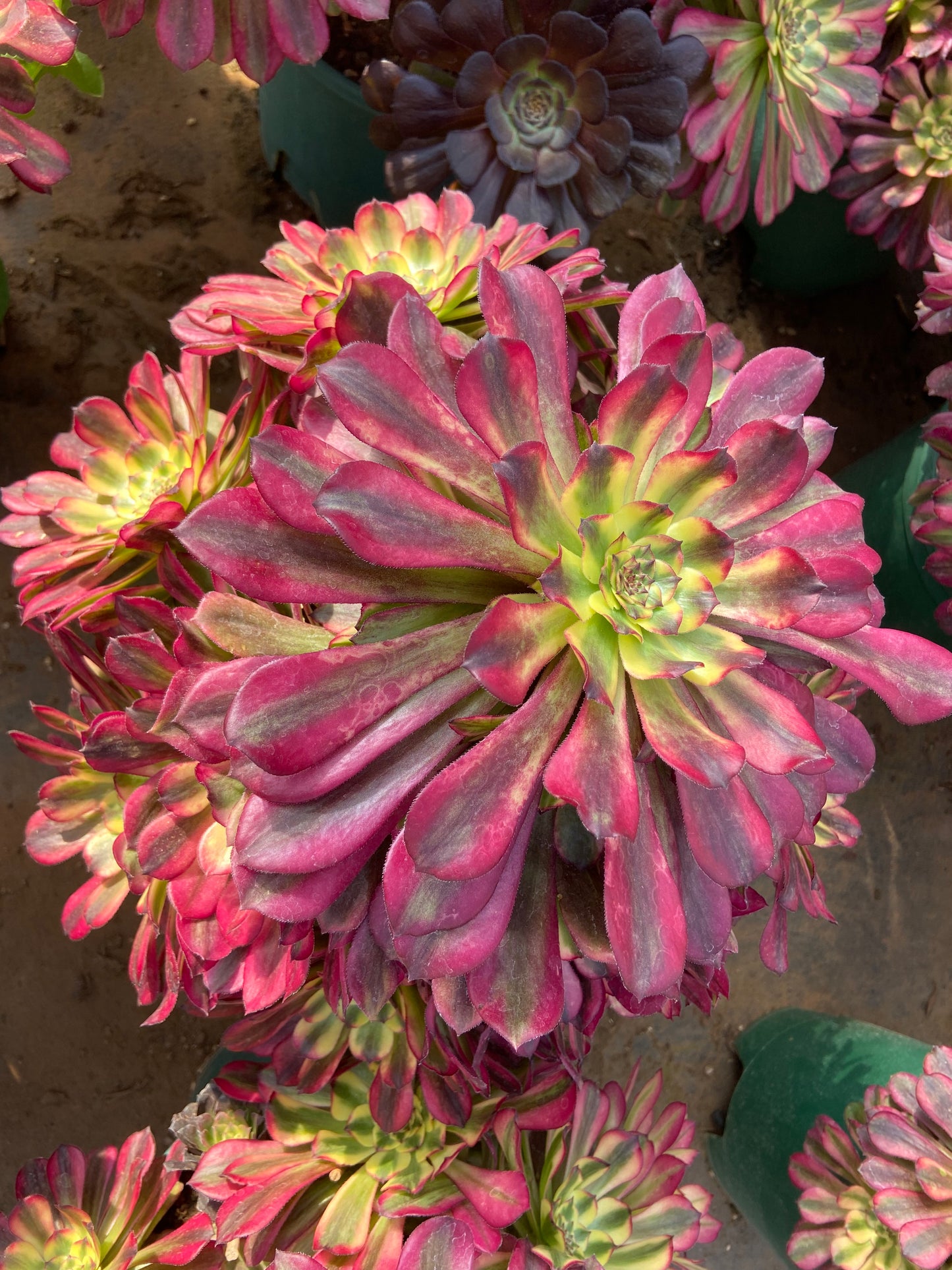 Aeonium ZUKA variegated