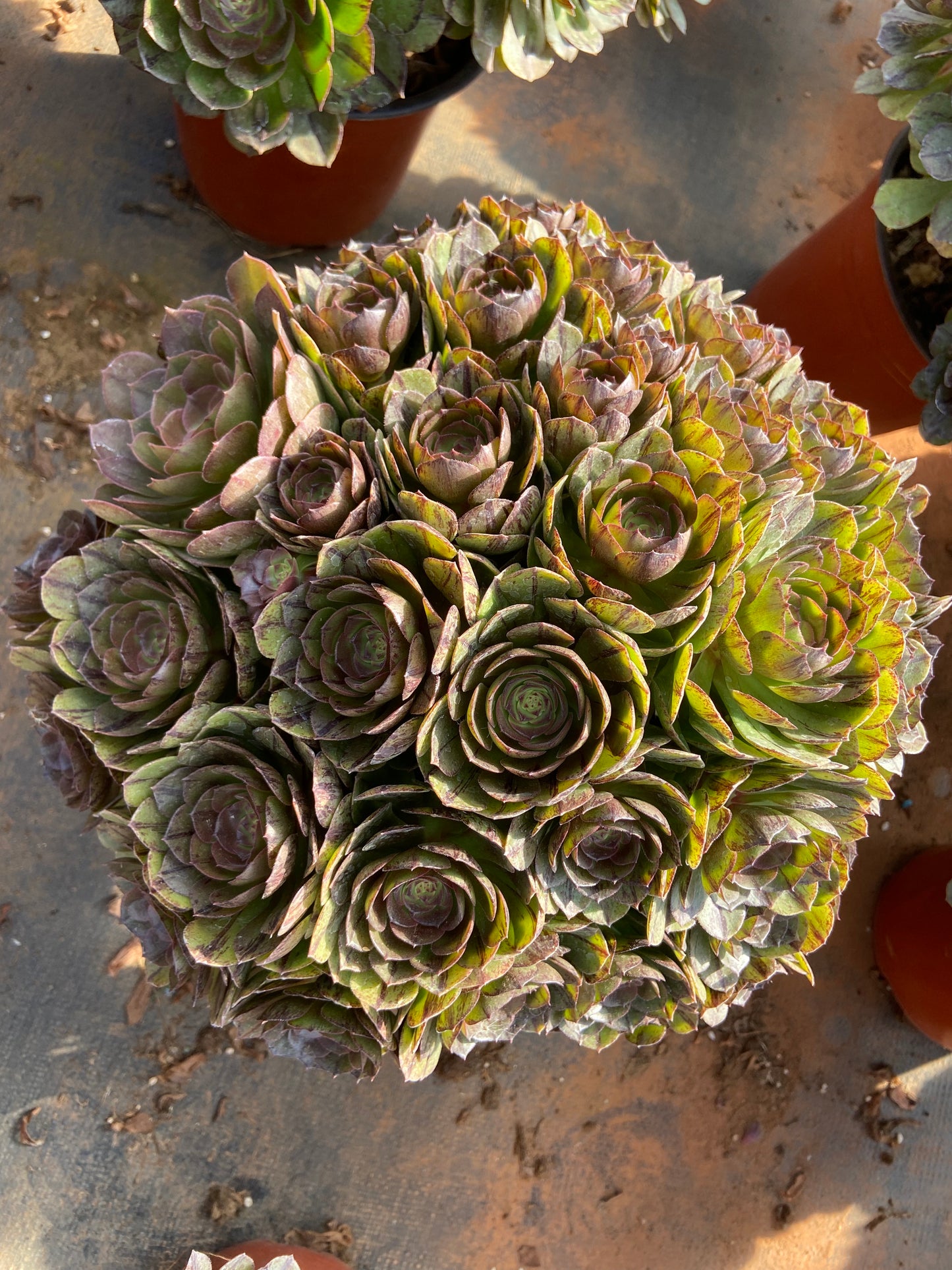 Aeonium Halloween variegated