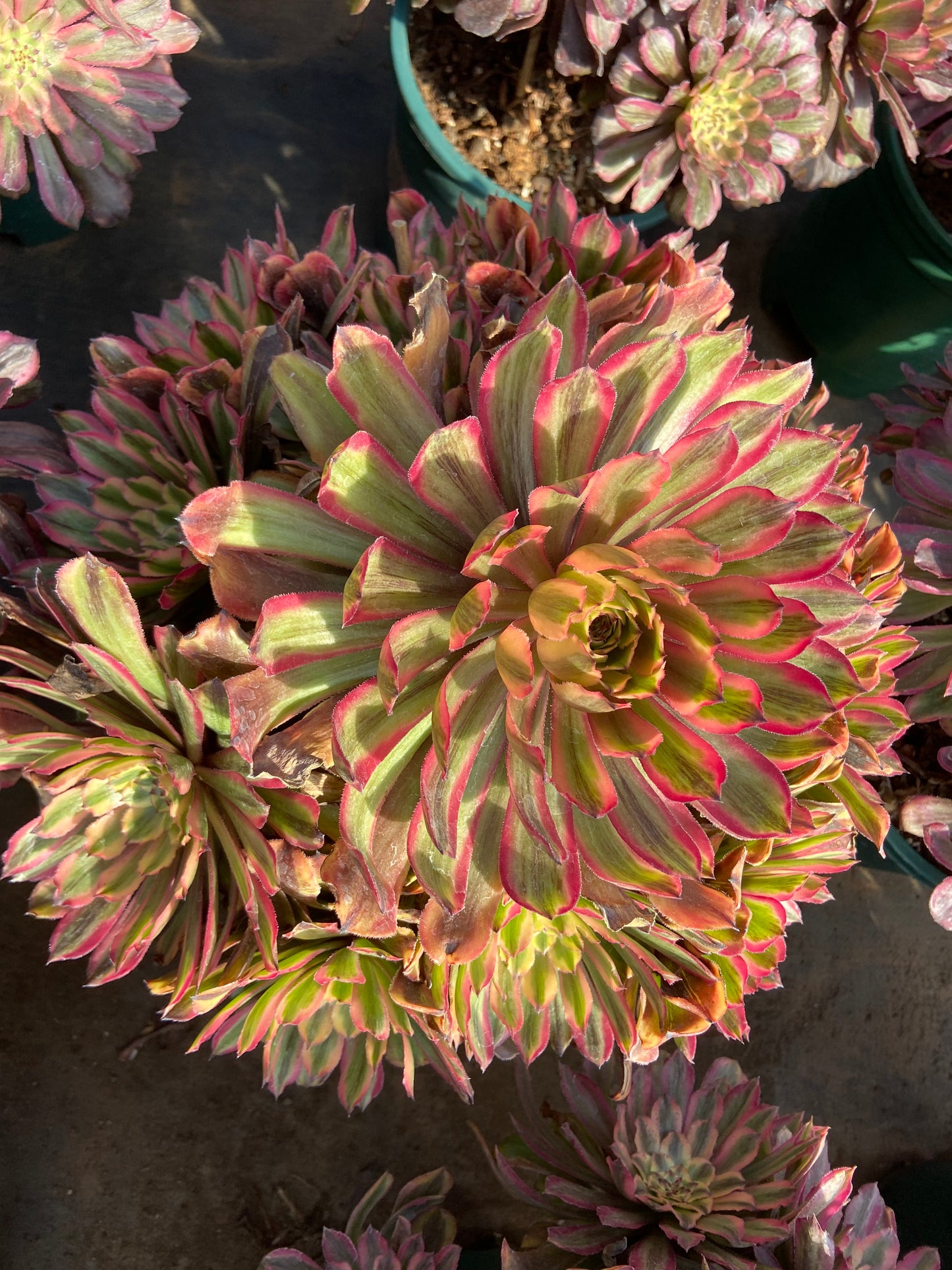 Aeonium Purple glow variegated