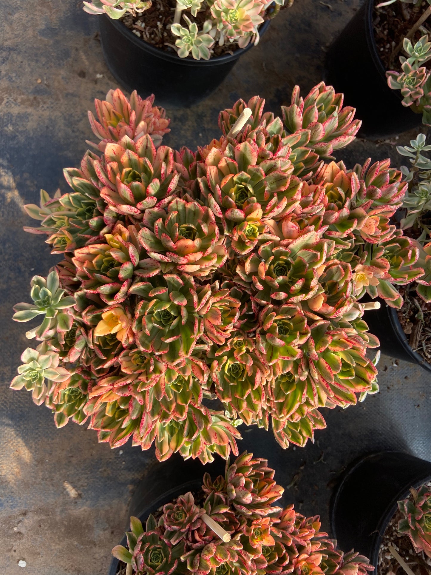 Aeonium sweet tea variegated