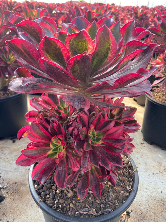 Aeonium phantom variegated