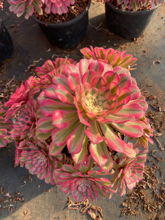 Aeonium Pink bronze teacup variegated