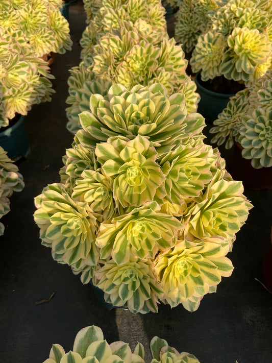 Aeonium Maybach  variegated