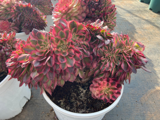 Aeonium  lychee  variegated  crested