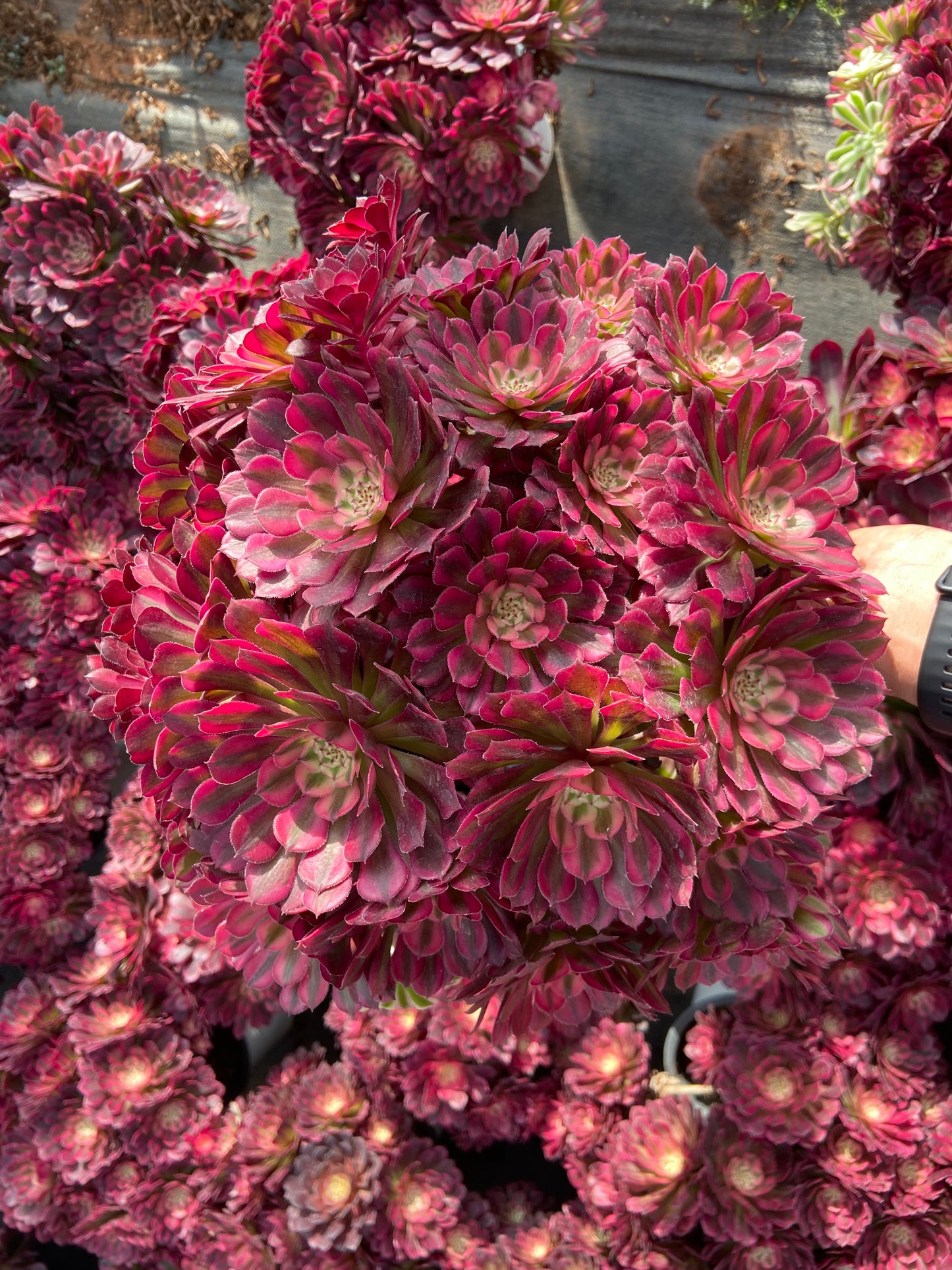 AeoniumRed bronze teacup variegated