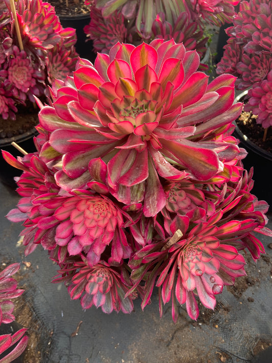 Aeonium  pomegranate variegated