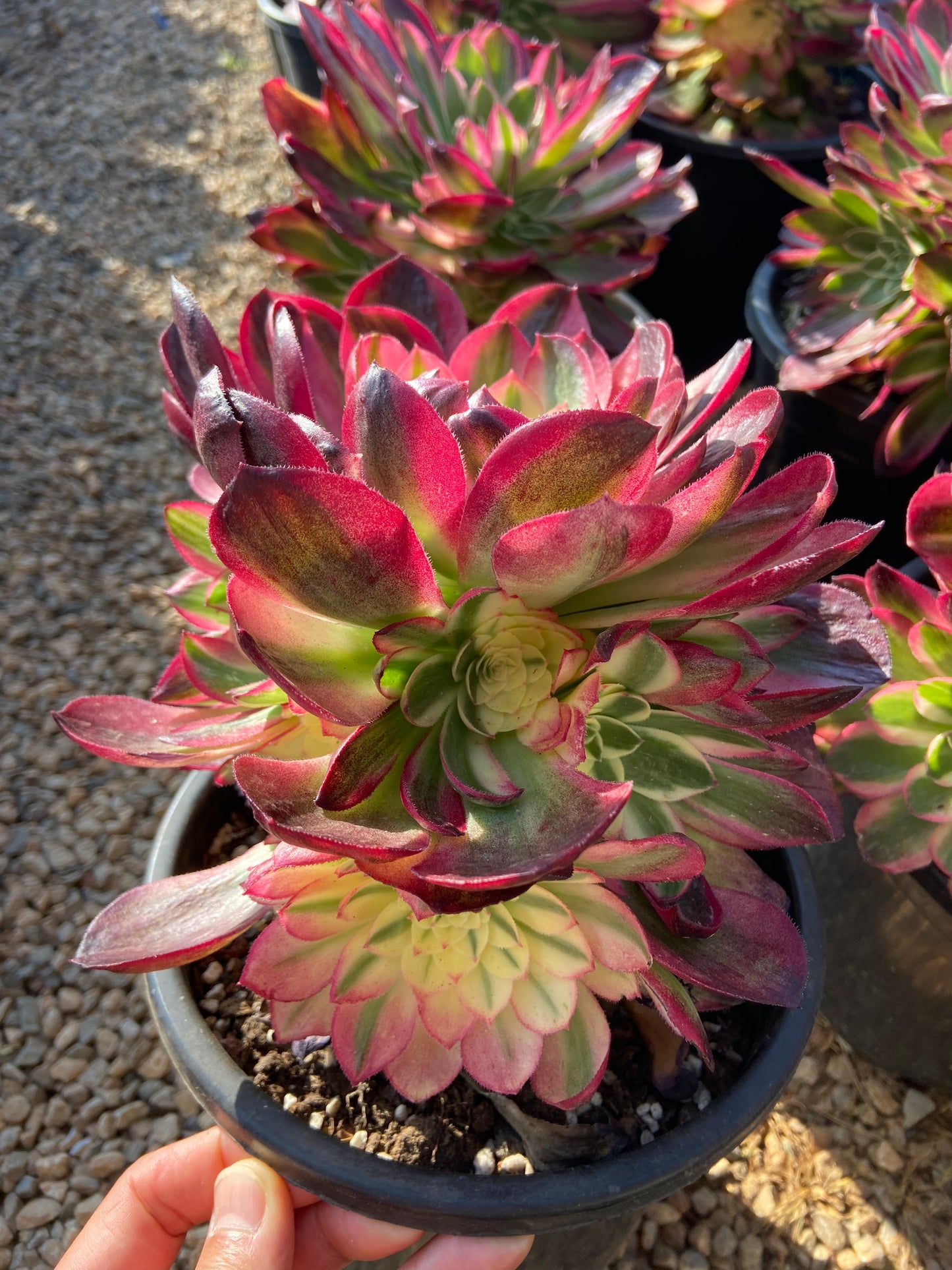 Aeonium Green Medusa variegated