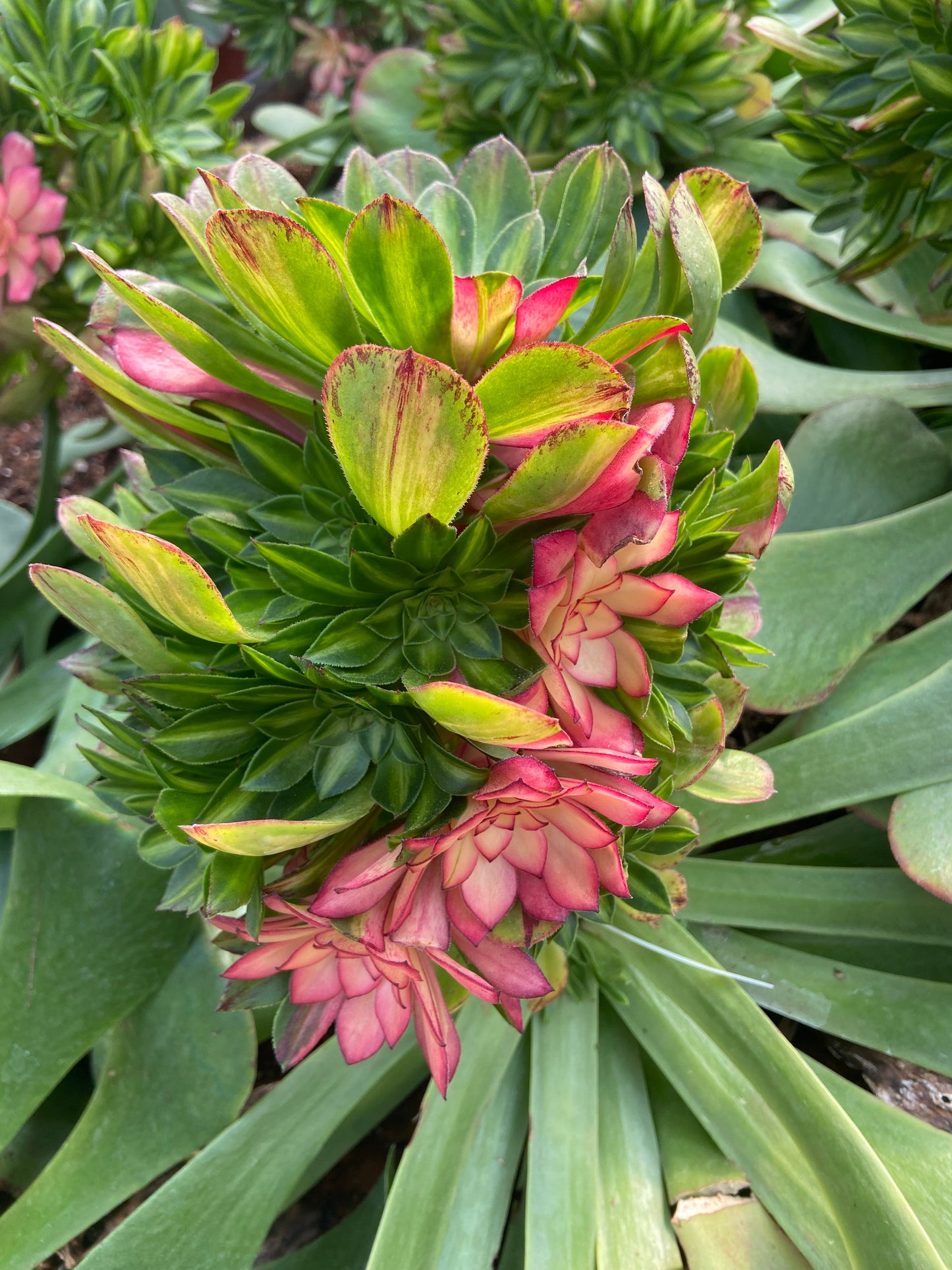 Aeonium Ultra variegated