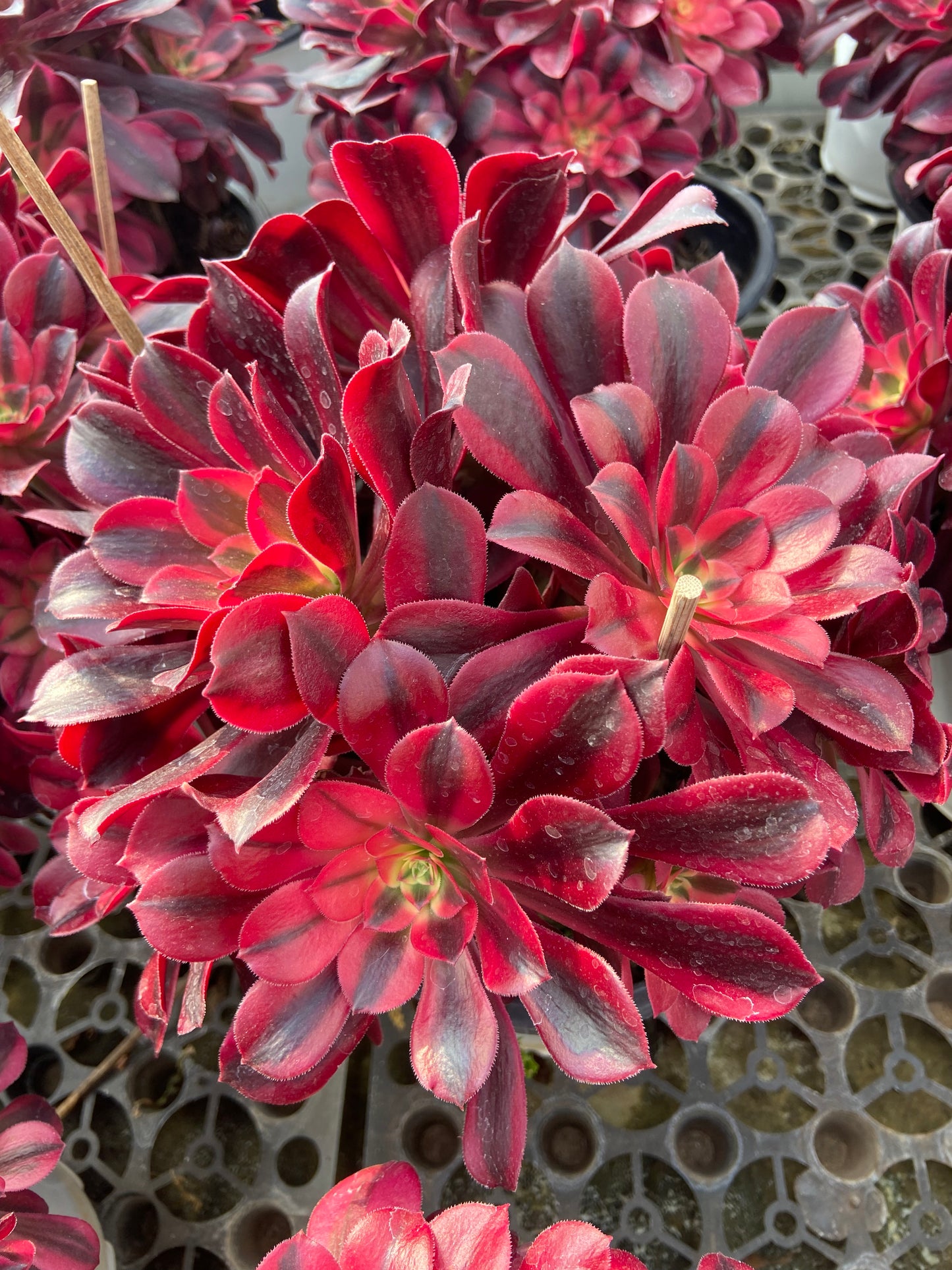 Aeonium Medusa variegated