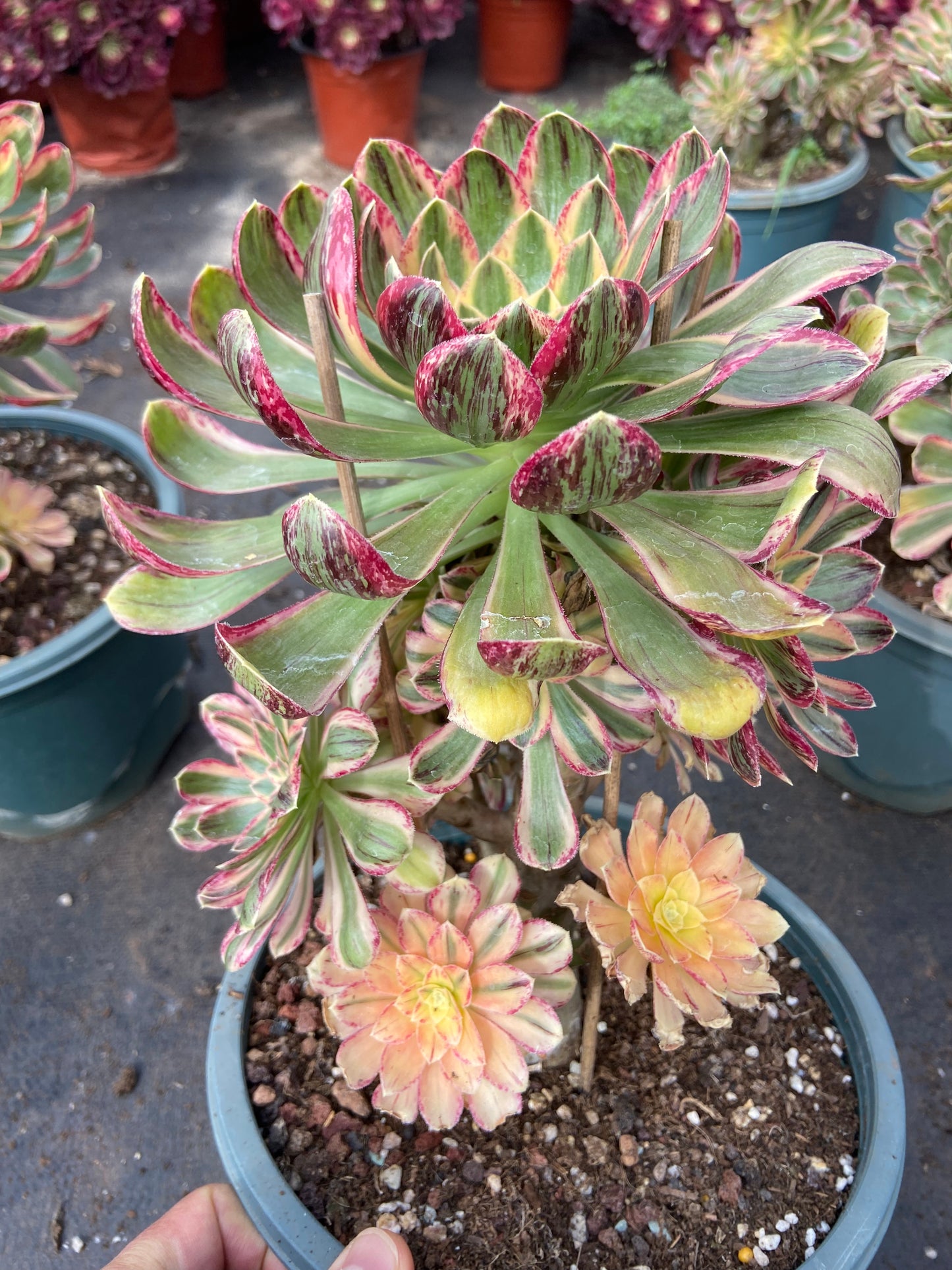 Aeonium V variegated