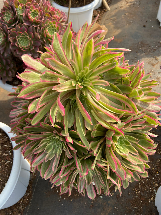 Aeonium candy bomb  variegated