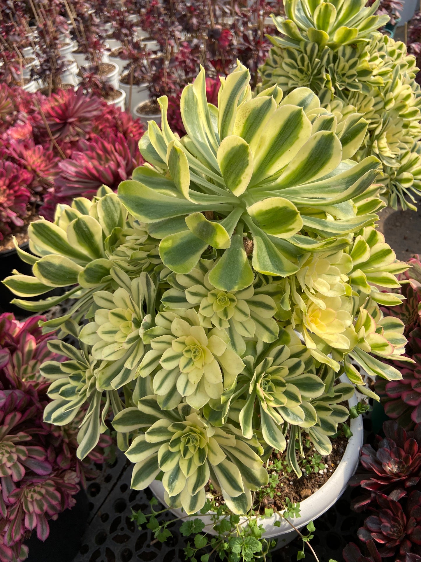 Aeonium Green chanel  variegated