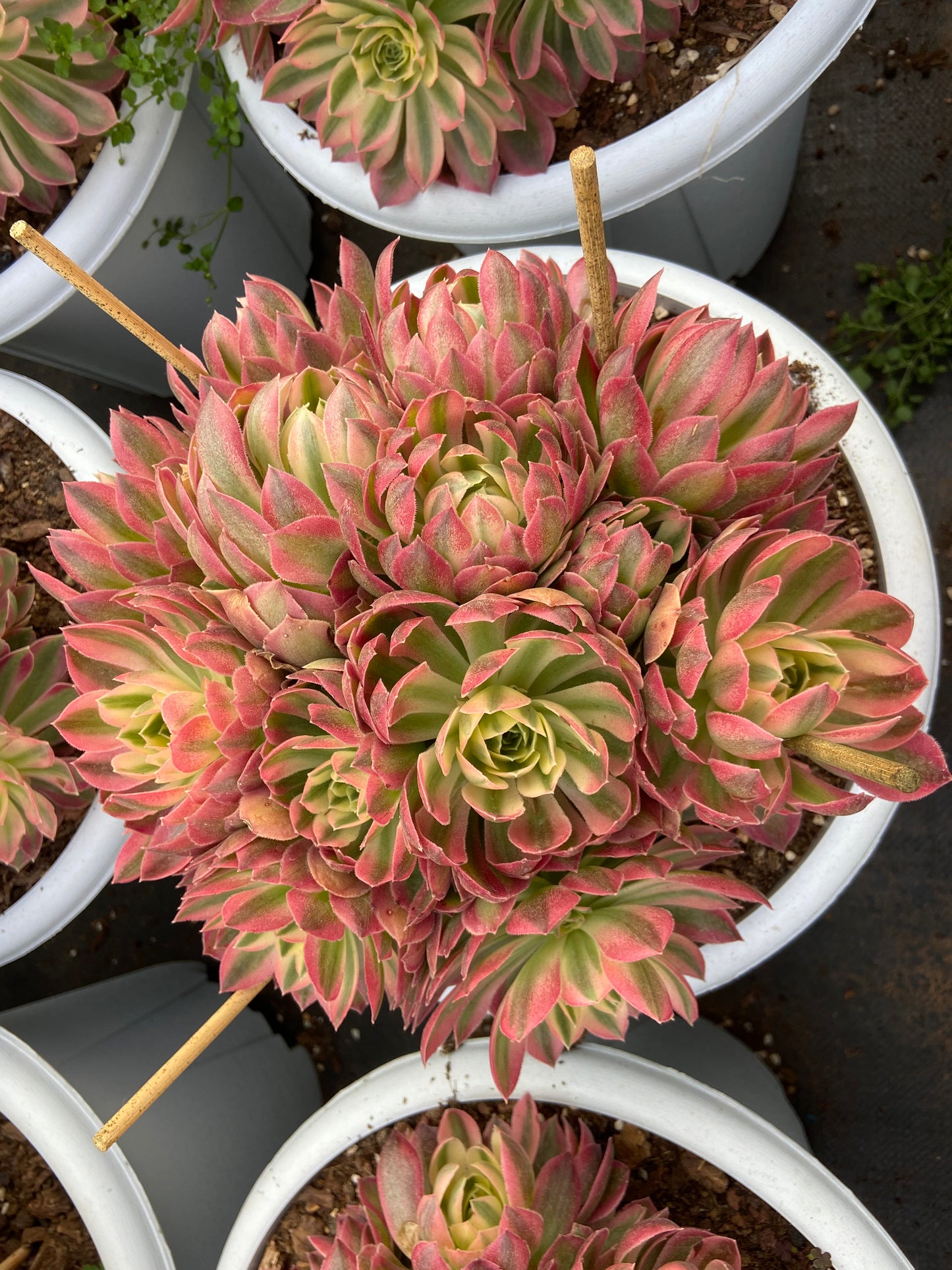 Aeonium pink quartz variegated