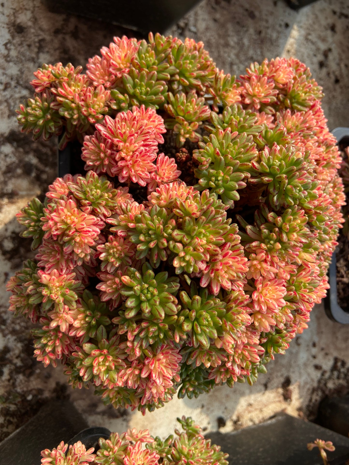 Aeonium × loartei Tavorm variegated