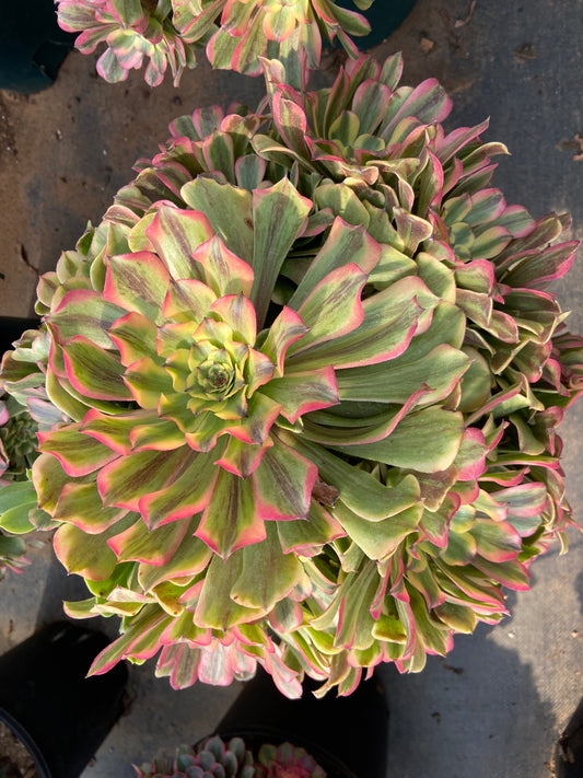 Aeonium beauty variegated