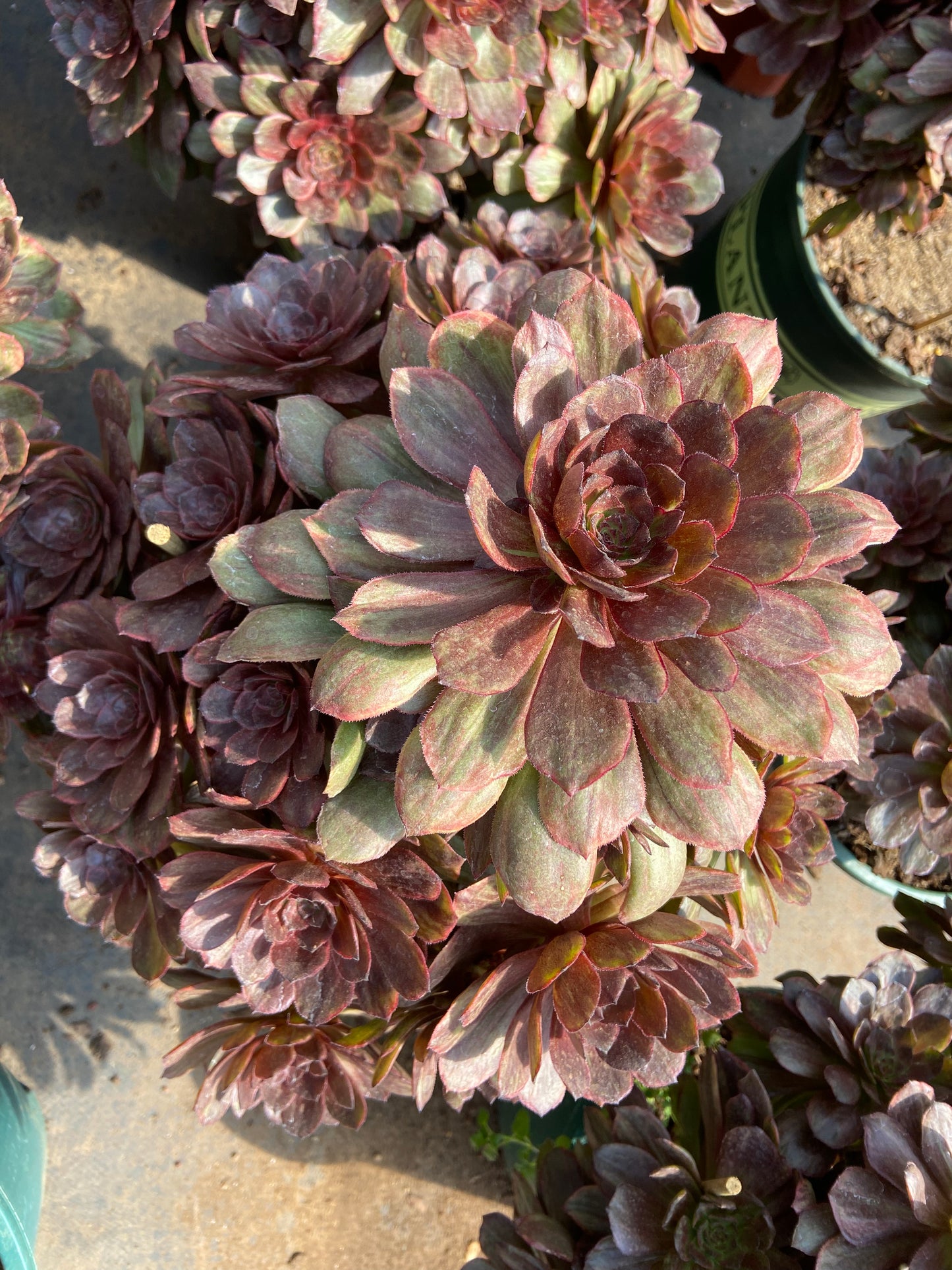 Aeonium fire fox variegated