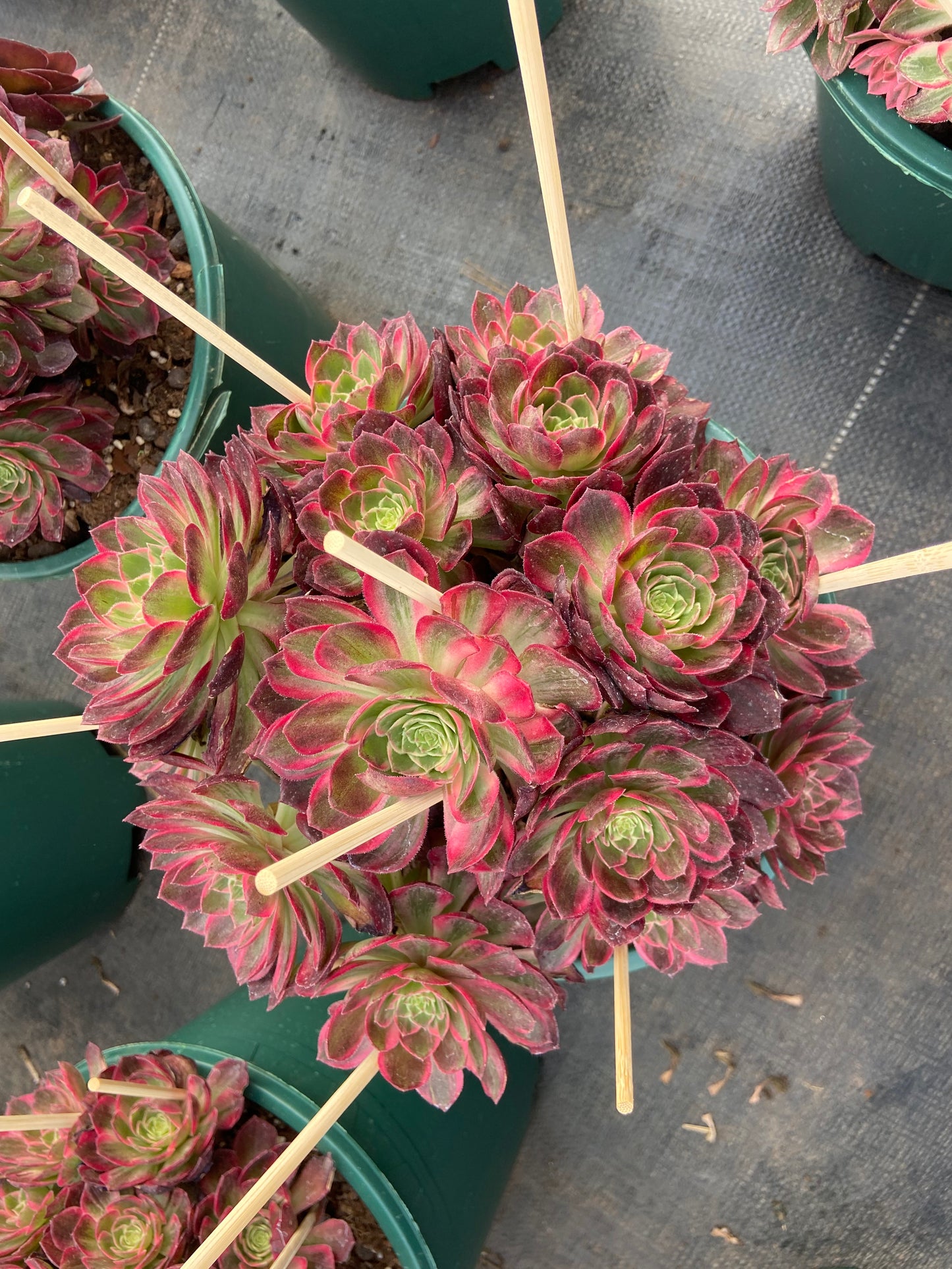 Aeonium kaleidoscope variegated