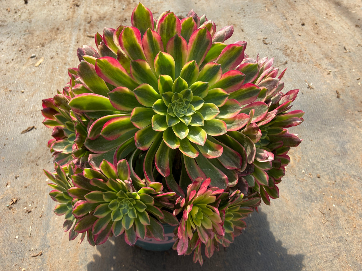 Aeonium morning glow variegated